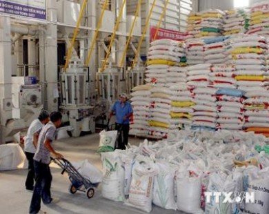 Kim ngạch xuất khẩu gạo vùng ĐBSCL đạt gần 1 tỷ USD