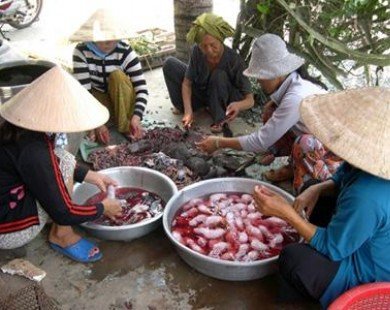 Chuột đồng Campuchia 50.000 đồng/kg vượt biên về Việt Nam