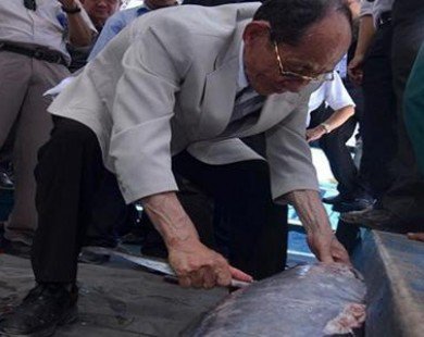 Giá cá ngừ Bình Định tăng ngoạn mục, sẽ đấu giá ở Nhật