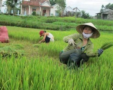 Nông dân Quảng Ngãi gặt lúa cho bò ăn
