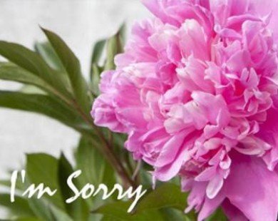 Nói lời xin lỗi không hề khó