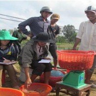 Giá tôm nguyên liệu tăng trở lại