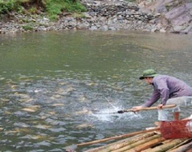 Sa Pa: Hàng tấn cá hồi chết do hạn hán