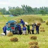 ĐBSCL: Giá lúa giảm, nông dân lao đao