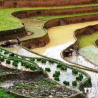 Ruộng bậc thang Mù Cang Chải vào mùa gieo cấy