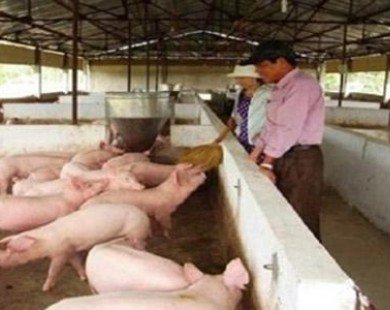 Tiền Giang: Giá lợn hơi tăng, người chăn nuôi thu lãi cao