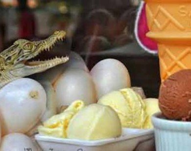 Độc đáo món kem làm từ trứng cá sấu