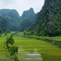 Về Tam Cốc mùa lúa