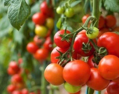 Cà chua khổng lồ tăng giá, nông dân không còn để bán