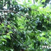 Sa Pa mùa mận chín hấp dẫn lượng lớn khách du lịch