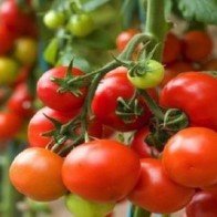 Đổ bỏ hàng trăm tấn, giá cà chua tăng vọt, nông dân... chẳng còn gì để bán