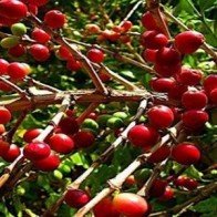 Đưa giá trị cà phê Việt ra thế giới