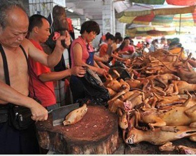 Lễ hội thịt chó ở Trung Quốc khai màn sớm