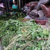 Cây dại ở quê lên phố thành thuốc trị bệnh