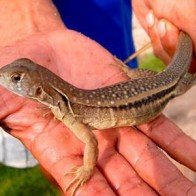 Người Bảy Núi đầu tiên nuôi dông thu trăm triệu