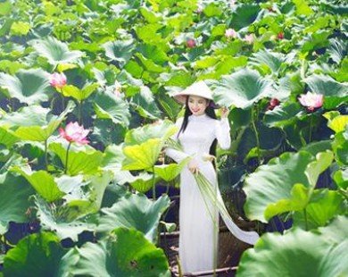 Hoa hậu các dân tộc Việt Nam đẹp dịu dàng giữa đầm sen