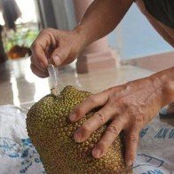 Nhận biết mít chín do bơm hóa chất