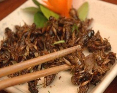 Ăn côn trùng ngon, bổ nhưng coi chừng mất mạng