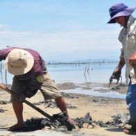 Ồ ạt “săn” địa sâm bán sang Trung Quốc