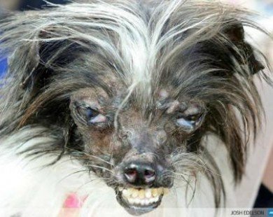 Chú chó xấu nhất thế giới đoạt giải thưởng trị giá 1.500 USD