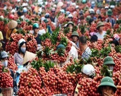 Vietnamese lychee growers look for space in Japanese market
