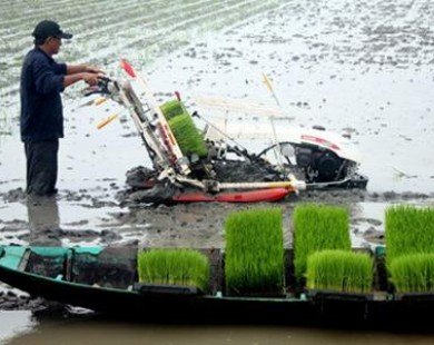 Cuba muốn Việt Nam đầu tư và sản xuất lúa gạo tại nước này