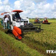 Năng suất lúa Hè Thu tại Cần Thơ tăng vượt mức dự kiến