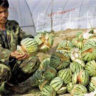 Những vụ phát hiện sinh vật lạ trong thực phẩm gây sốc