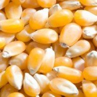 Nhập khẩu bắp tiếp tục tăng