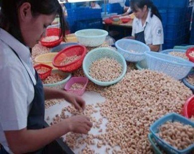 Cashew exporters ask for soft loan rates