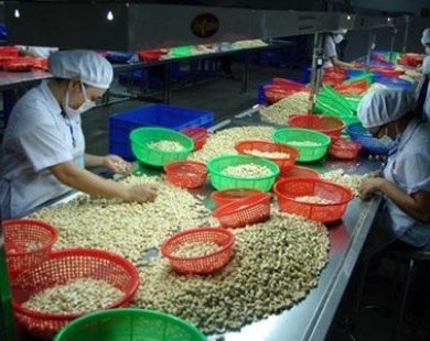 Cashew exporters seek SBV help