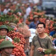 Vải Lục Ngạn "hút" thương nhân Trung Quốc