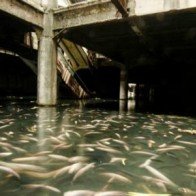 Trung tâm mua sắm ’’ma’’ ở Bangkok biến thành hồ cá tuyệt đẹp