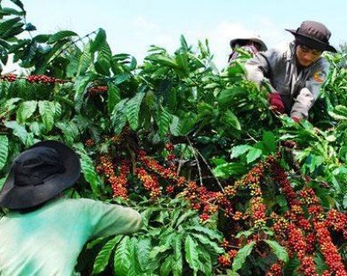 Giá cà phê Tây Nguyên vượt 41 triệu đồng/ tấn