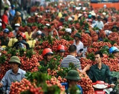 Vietnam not importing Chinese litchi, says Minister