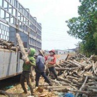 Giảm thuế cao su về 0%: VN sập bẫy mua rẻ, bán rẻ!