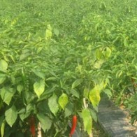 Khuyến cáo không nên nhổ bỏ hàng trăm hécta ớt