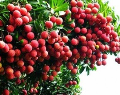 Viet Nam to ship lychee samples to Japan