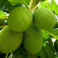 Lá cây cứu đói châu Phi giá 300.000 đồng/kg ở Hà Nội