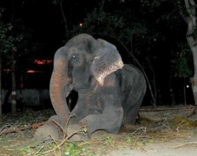 Chú voi rơi lệ khi được tháo xích sau nửa thế kỷ bị hành hạ