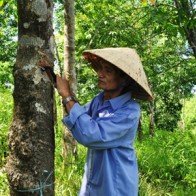 Sướng nhờ cao su, khổ cũng tại... cao su