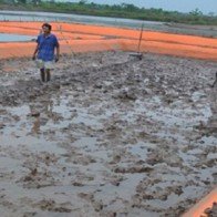 Nông dân phải đi vay nặng lãi để... nuôi tôm