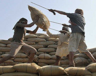 Xuất khẩu gạo: Ấn Độ có thể phải trả lại ngôi vị số 1 cho Thái Lan