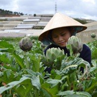 Bông atiso giá 350.000 đồng/kg