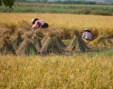 FAO: Giá gạo Châu Á diễn biến trái chiều trong tháng 6