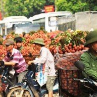 Sẽ đưa công nghệ CAS vào bảo quản vải thiều