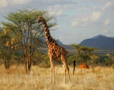 Khám phá thiên đường hoang dã Kenya
