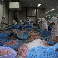 Không lùi thời hạn thực hiện Nghị định cá tra