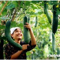GAP cơ bản: Giải pháp giúp nông dân sản xuất rau an toàn