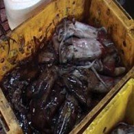 Mực lạ giá rẻ 15.000 đồng/kg từ đâu ra?